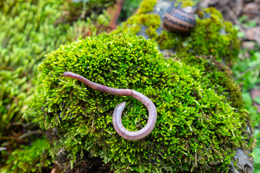 A worm on green-coloured moss.