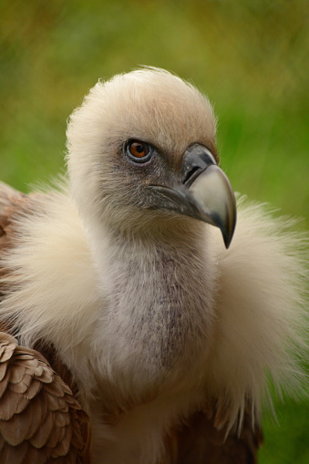Close-up of a Eurasian griffon vulture heaad in a green background.