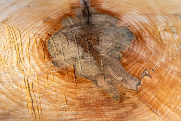 istock cross section of tree stump 1967288467