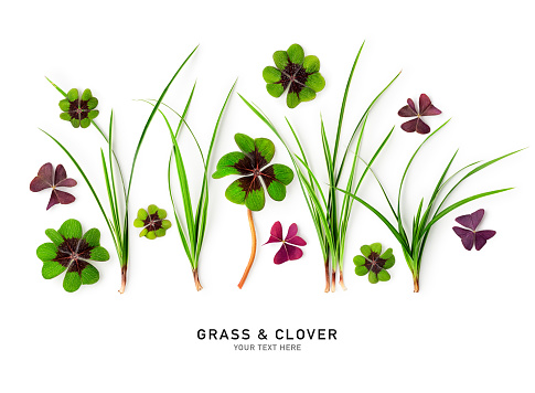 Green four leaf clover, red leaves and grass isolated on white background. Good luck clover composition. St. Patricks day. Top view, flat lay. Design element. Creative layout