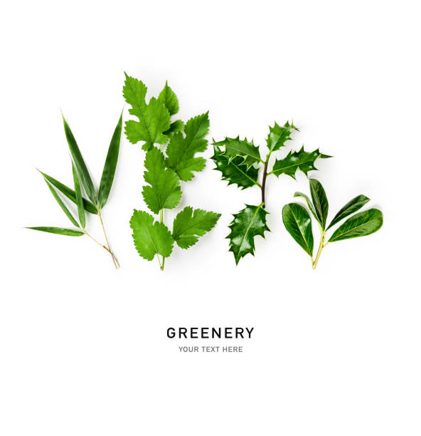 Green hedge summer greenery frame border isolated on white background. Holly, bamboo, cherry laurel and mulberry leaves composition. Creative layout. Flat lay, top view. Design element