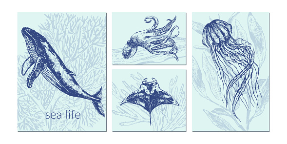 Vector sea animals illustration set. Navy blue sketch of whale, octopus, jellyfish, starfish, manta ray. Wild life ocean creature vintage poster.