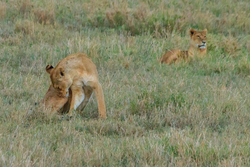 Two lionesses (Panthera leo) in savannah in Serengeti National Park, Tanzania