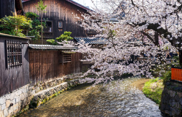 istock Cherry blossoms along the Gion Shirakawa River. 1967321938