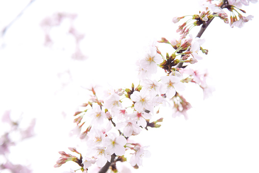 Background photo with the image of cherry blossoms