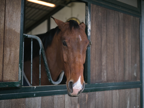 Beautiful brown horse looking out of its box in stable