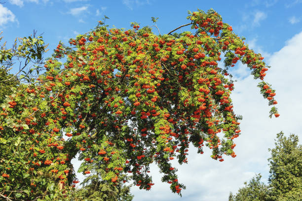istock Rowan with berries and leaves on a sky background 1967344778