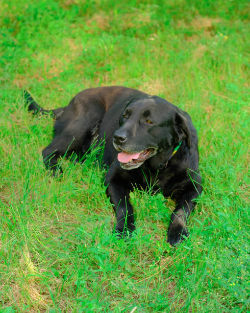 istock A Labrador dog is hot outside on a summer day 1967345859