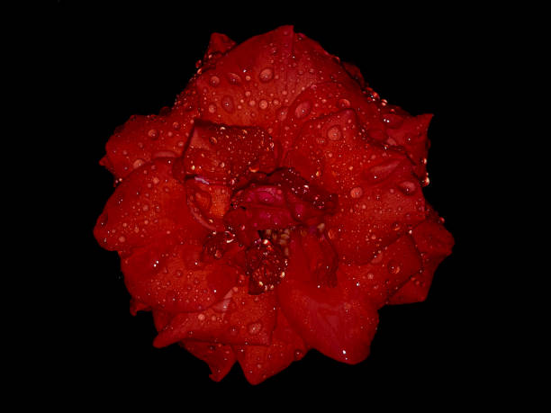 Raindrops on the red rose flower with a dark background. Dew drops on flower