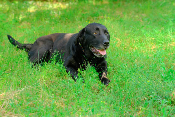 istock A Labrador dog is hot outside on a summer day 1967345875