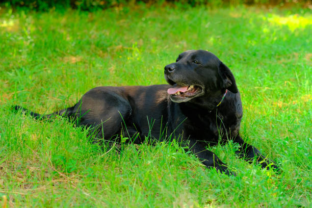 istock A Labrador dog is hot outside on a summer day 1967345884