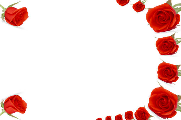 istock Frame made with red rose flowers on a white background. Copy space for text 1967346308