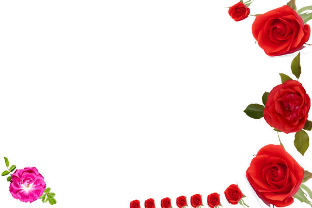 istock Red rose flowers are assorted in the corner on the white background. Flowers frame 1967346414