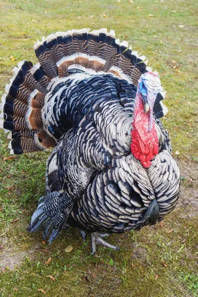A large domestic turkey, the male proudly walks around the yard