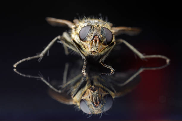 istock Fly sitting on black glass tabletop. Super-macro. 1967346979