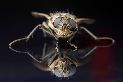 Photo of a fly with reflection close up on the black acrylic glass.