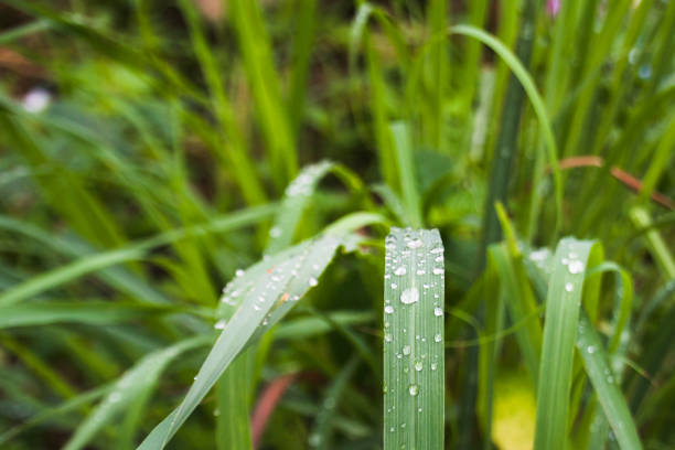 Beautiful nature after the rain stops