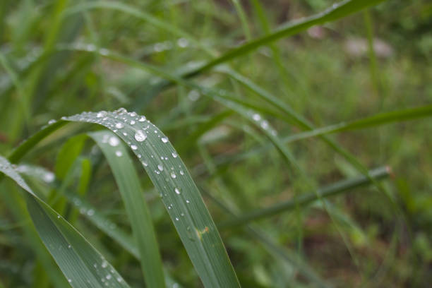 Beautiful nature after the rain stops