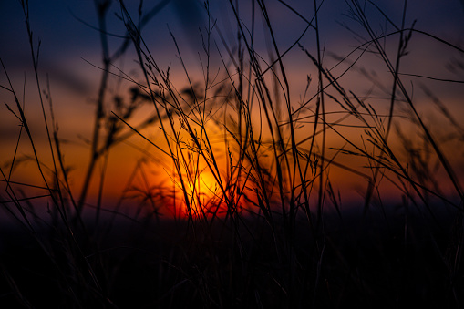 Grass against a sunset background