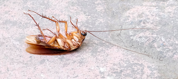 Adult cockroach lying upside down after being sprayed with pesticide on a cement floor