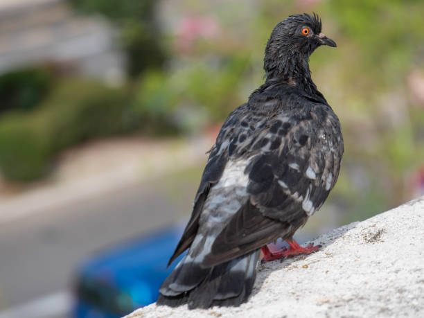istock Gray city pigeon with red eyes, side view 1967369904