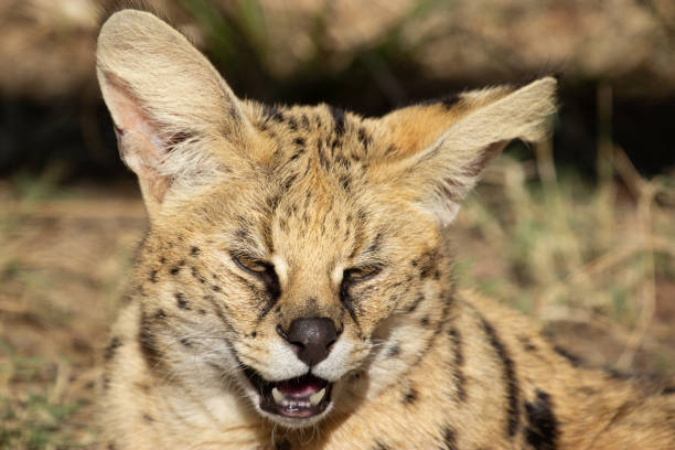 African serval smiling in Moholoholo Animal Rehabilitation Centre. The best shot of real serval.