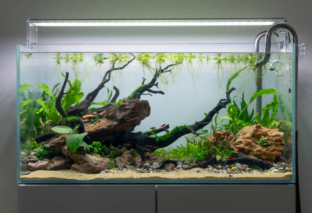 filled up planted dragon stone and wood aquascape aquarium tank with 3 cherry shrimp - vissenkom fotos stockfoto's en -beelden