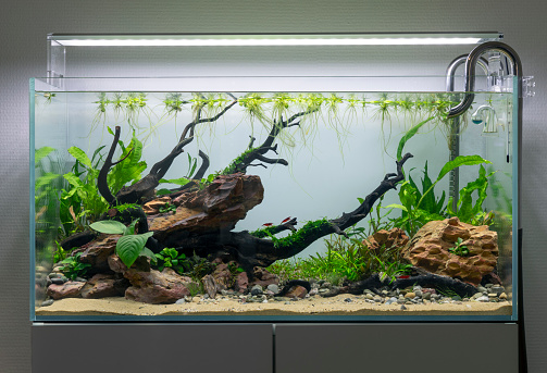 planted dragon stone and wood aquascape setup in an aquarium tank, anubias, bucephalanra, Hygrophila Pinnatifida, cherry shrimp