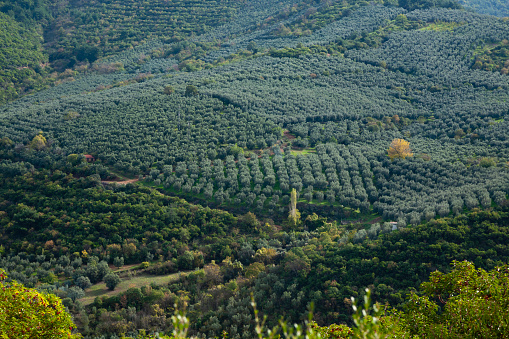 Olive gardens in Gemlik, Türkiye.