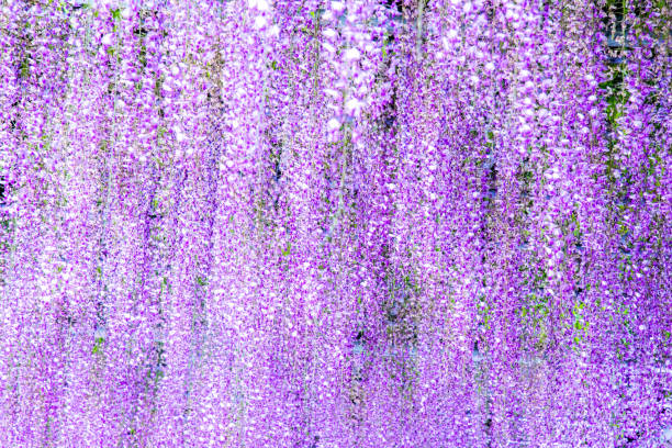 istock Illuminated wisteria flowers in full bloom 1967412418