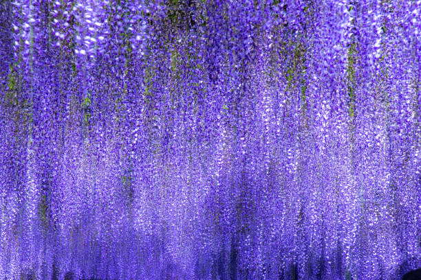 istock Illuminated wisteria flowers in full bloom 1967412934