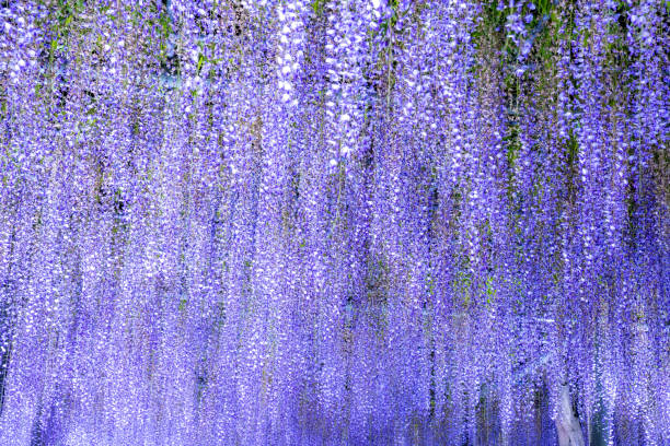 istock Illuminated wisteria flowers in full bloom 1967412936