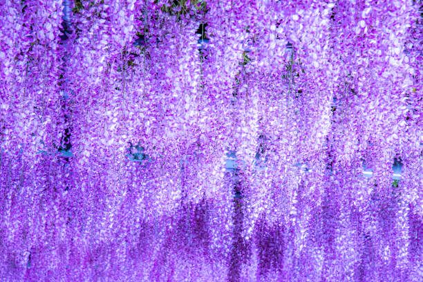 istock Illuminated wisteria flowers in full bloom 1967412968