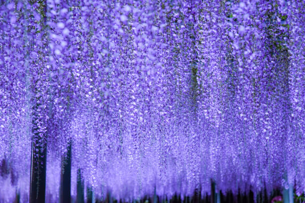 istock Illuminated wisteria flowers in full bloom 1967415615