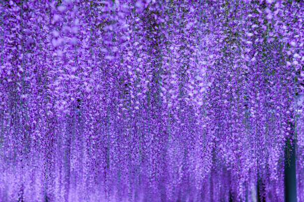 istock Illuminated wisteria flowers in full bloom 1967415641