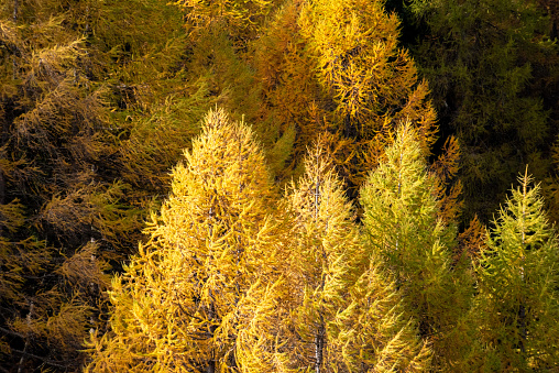 Larches forest in the Swiss alps