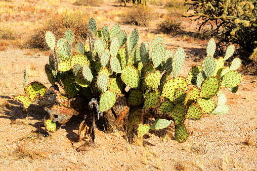 Dhahran, Dammam, Eastern Province, Saudi Arabia: dense area of ornamental Opuntia cactus, commonly called prickly pear.