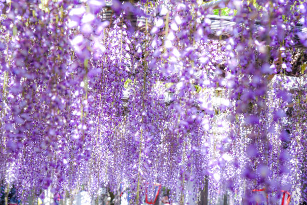A photo depicting wisteria flowers illuminated by light in full bloom