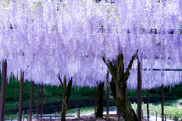 istock Wisteria flowers in full bloom 1967429645