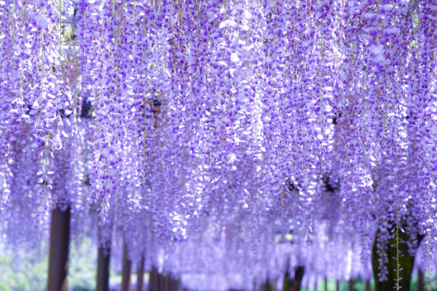 A photo depicting wisteria flowers illuminated by light in full bloom