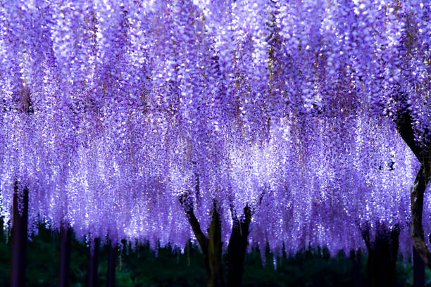 istock Wisteria flowers in full bloom 1967429657