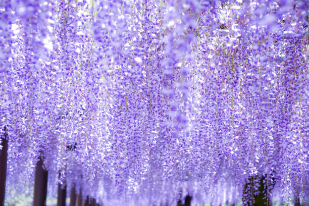 istock Wisteria flowers in full bloom 1967429686