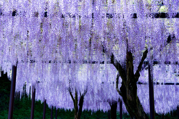istock Wisteria flowers in full bloom 1967429771