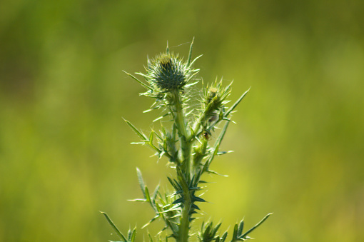 Close-up of bull thistle buds with green blurred background