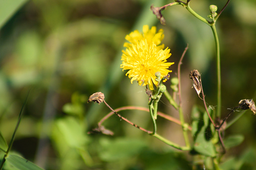 Close-up of perennial sowthistle flower with green blurred plants on background