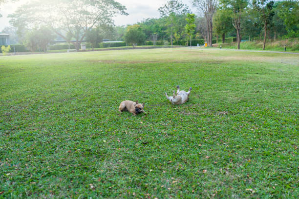 Happy dog itching on grass field in summer.