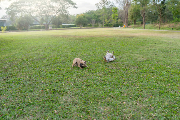 Happy dog itching on grass field in summer.