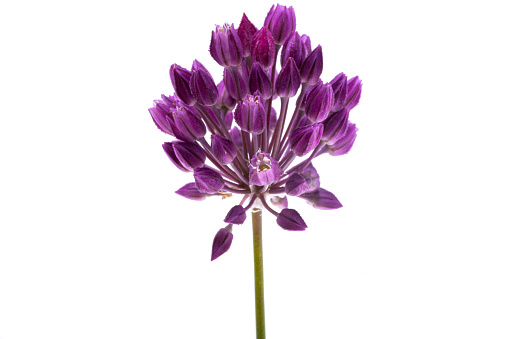 flower lilac onion isolated on white background