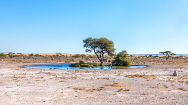 istock View over a waterhole at Onguma Game Reserve ( neighbour of Etosha National Park), Namibia. 1967490189