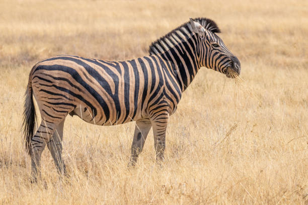 istock A zebra ( Equus Burchelli) grazing, Etosha National Park, Namibia. 1967490200